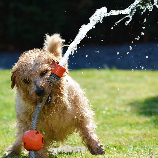 Has your dog ever done that?