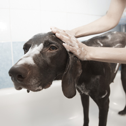 10 reasons to groom regularly