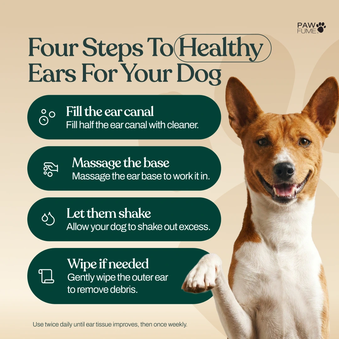 Gentle Ear Cleaner 6 Pack