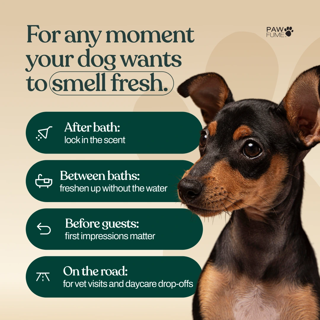 Show Dog Grooming Spray